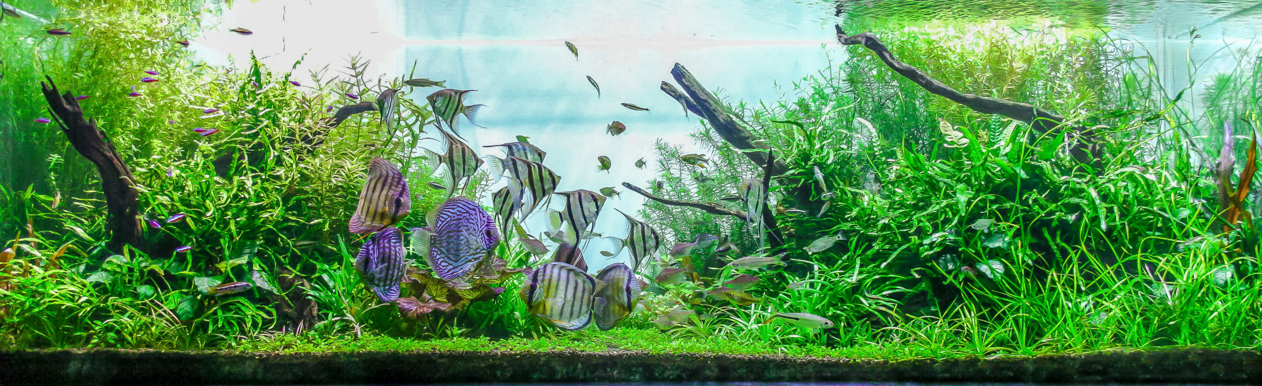 custom aquarium tank installations